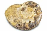 Jurassic Ammonite (Euaspidoceras) Fossil - Madagascar #283374-1